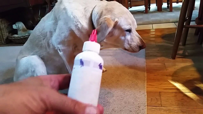 Ce pauvre chien déteste ce moment : lavage d'oreille obligatoire!