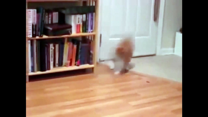 Funny Cats Compilation  Funny Cat Videos Ever  Funny Cat Vines 2015   Funniest cats video ever