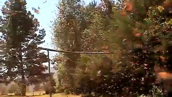 "River" of Monarch Butterflies at Cerro Pelon