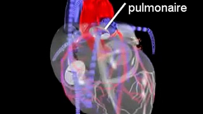 Anatomie du coeur