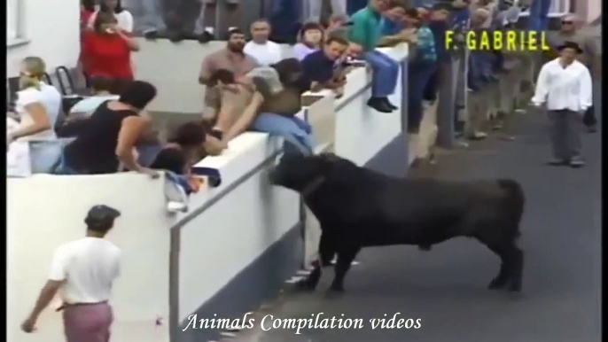 Animal Attacks Compilation 2015 HD - Bull Attack #2