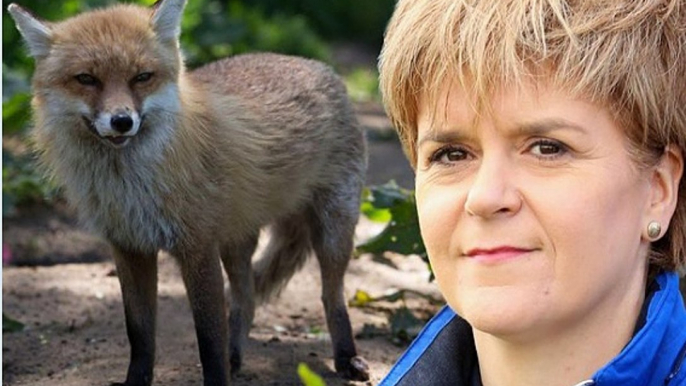 BBC Radio 4 Today 14Jul15 - SNP voting against fox hunting in England