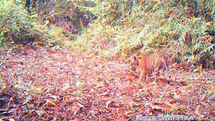 Tigres de Sumatra, Indonesia WWF