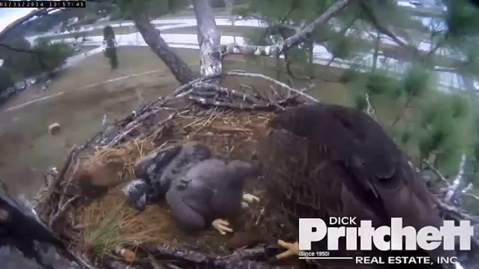 Southwest Florida Eagles E4 chows down, what's wrong with E3?