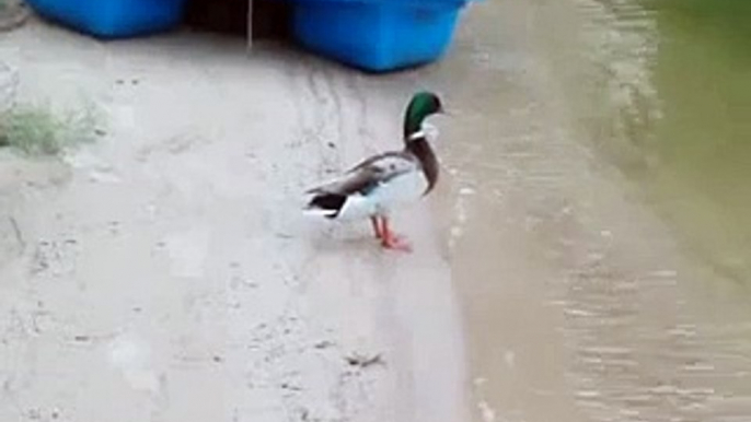 Mallard duck flying away!