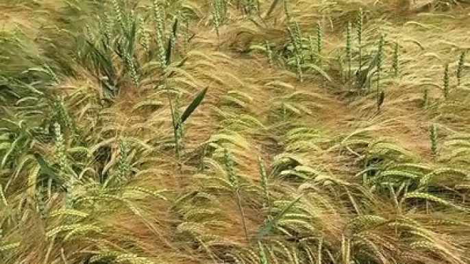 Un chien dans un champ de blé c'est comme une aiguille dans une botte de foin