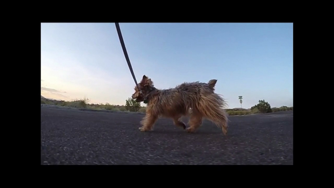 GoPro: Dog Running In Slow-Motion "The GoPro Slow-Motion Series" By: The ChrisEditing Productions.