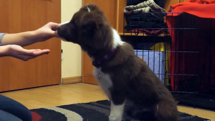 Vento - 4 months border collie puppy tricks and first agility set point