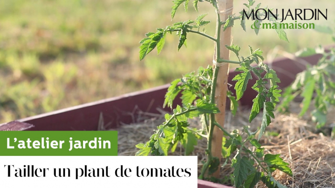 Comment tailler un plant de tomates ?