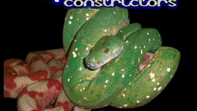 Meet Venom my Male Aru Green Tree Python