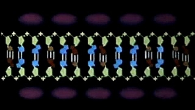 DNA Replication Animation