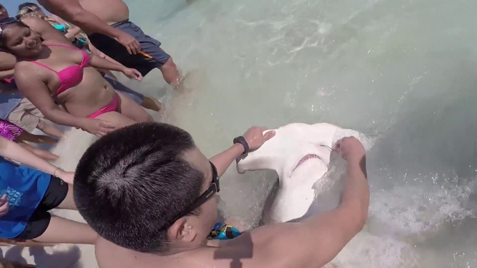 Man removes hooks from injured hammerhead shark's mouth