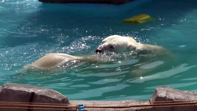 Lara the polar bear Mother enjoys giving training lessons to her female cub in the water, at Sapporo Maruyama Zoo, Japan