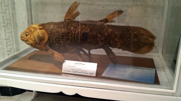 Coelacanth Fish (Latimeria chalumnae) at Kuwait Educational Science Museum. 22.09.2013