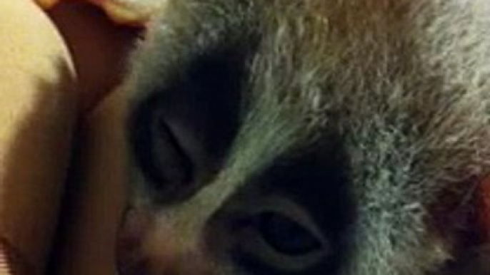 Slow loris falling asleep