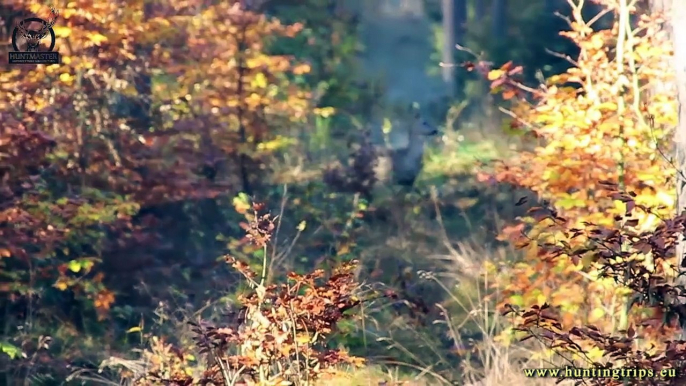 Driven Hunt in Poland : Drivjagt Polen ; Drückjagd Polen; hunting in poland 2