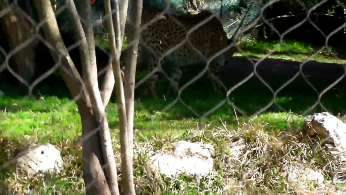 Dogs Eaten By Cheetah at Houston Zoo