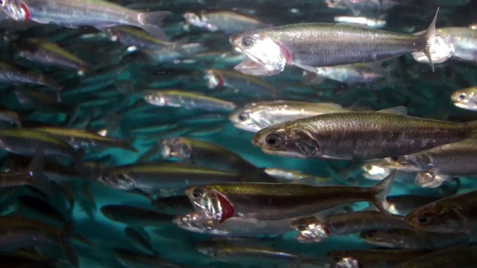 Science in Action: Sea Lion Pups | California Academy of Sciences