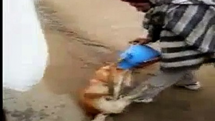 Dog drinking milk sentence/کتے کو دودھ پینے کی سزا