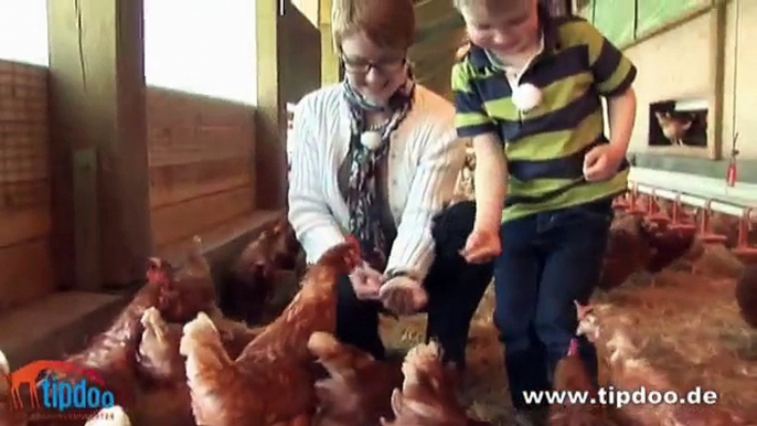 Freilandei vom Taterberg - vom Huhn zum Verbraucher