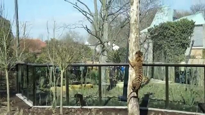 ZSL London Zoo - Tiger Territory - The feeding pole and Jae Jae