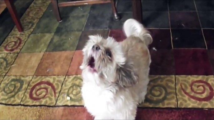 Meet Cody The Screaming Dog (Slow Motion Demon Edition)