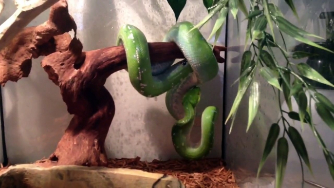 Green tree python update and theories