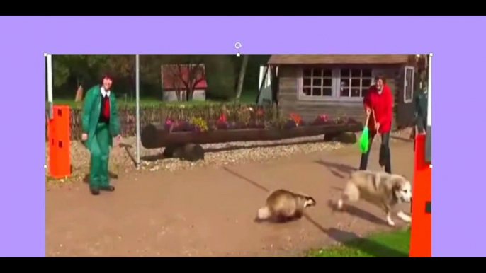 when Animal Attacks Compilation 2015 HD|when animal attack at the Zoo|animal attack human