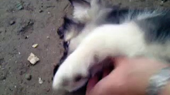 caucasian and romanian mioritic sheepdog mixbreed at 8 weeks old