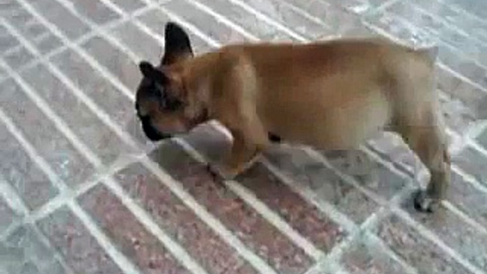 VERY FUNNY VIDEO WITH 2 SMALL FRENCH BULLDOGS! DOGS