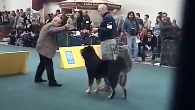World Dog Show Bratislava Tibetan Mastiff open female2 final