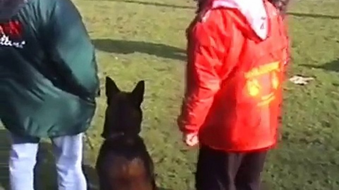 "Turcodos" Belgian Malinois Training in Belgum - Von Forell Australia