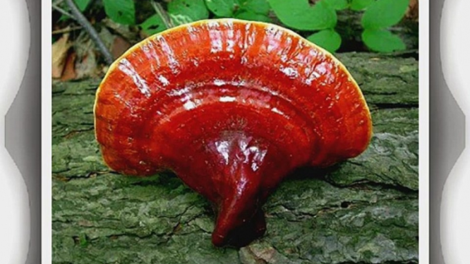 Reishi / Ling-Zhi (Ganoderma lucidum) - 120 Kapseln