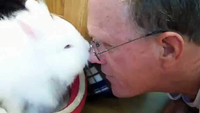 White Fluffy Long Haired Lionhead Bunny Giving Kisses