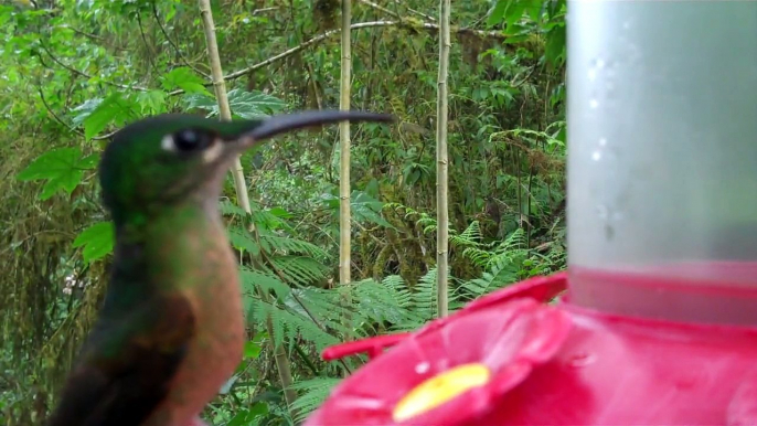 Humming Birds in Bella Vista, Ecuador
