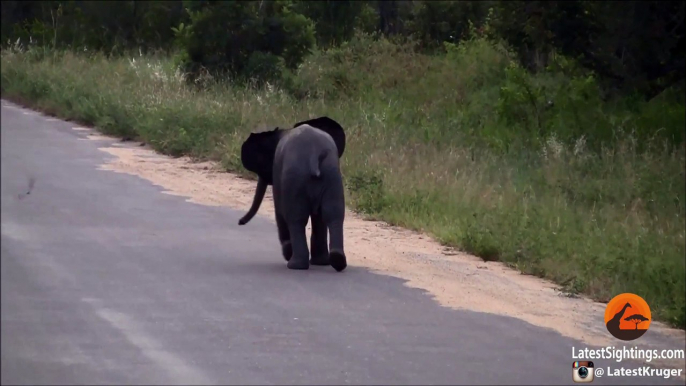 Baby Elephant fights against Birds is sooo Cute!