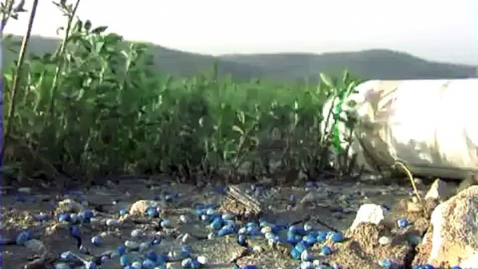 Arabic version-The use of Barn owls and Kestrels as biological control agents