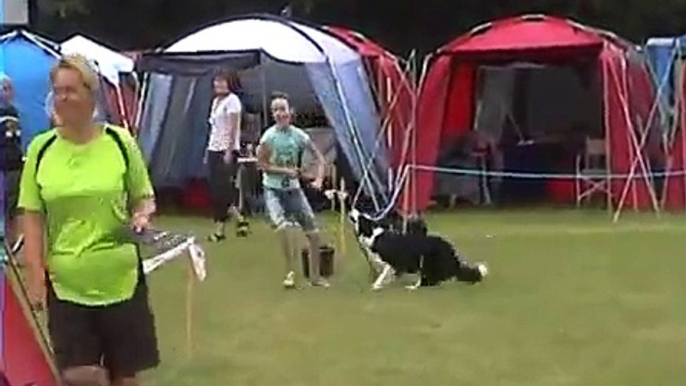 Fionia Cup 2010 Border Collie Agility