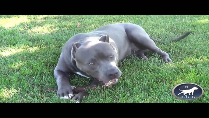 XL bully blue pitbull, 6 months old, 100 lbs, BGK's Magnum
