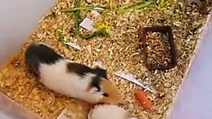 Guinea Pig meeting new friend