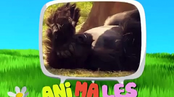 videos educativos para niños de edad preescolar y bebes, los animales del zoologico