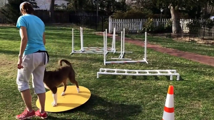 Meeka The Border Collie Agility Foundation #3 - 4 months old