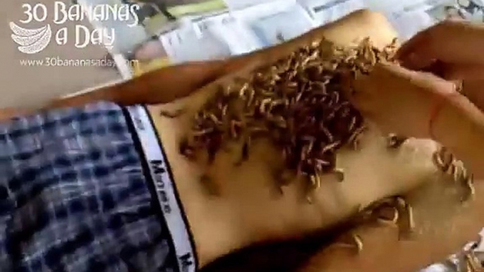 Maggots eat out mans chest cavity? Chinese flesh eating maggots?