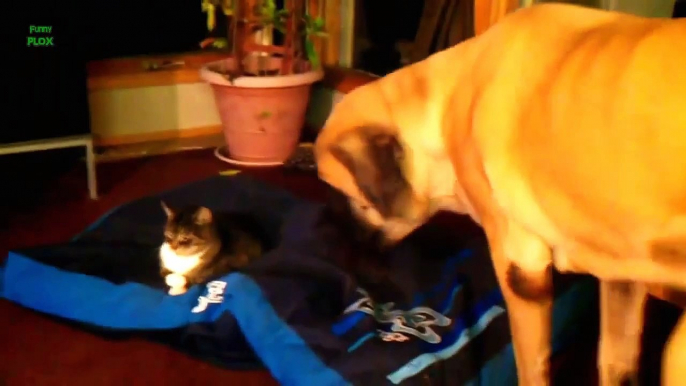 Funny Cats Stealing Dog Beds Compilation 2014 HD
