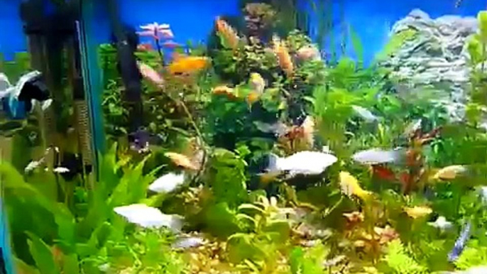 Pecera Hanner Acuario de Agua Dulce Peces y Plantas Tropicales 200 litros