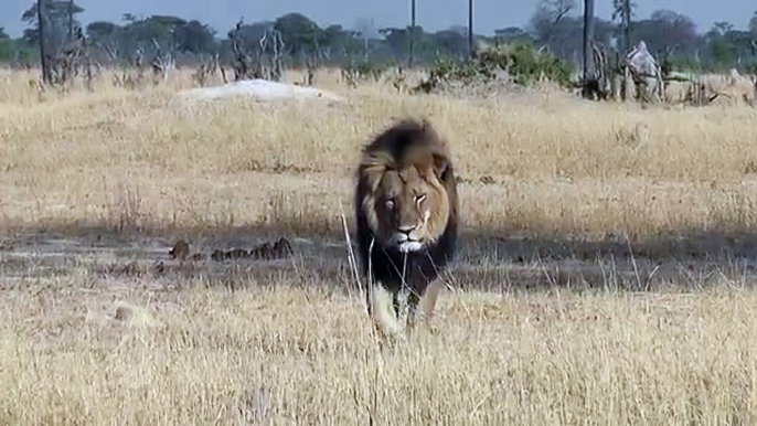 Cecil the lion in Hwange, Zimbabwe