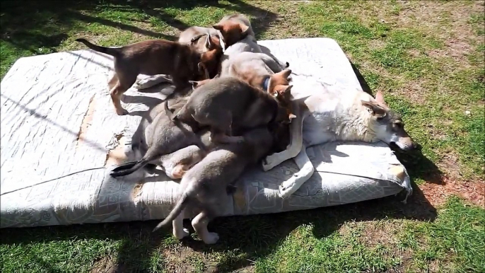 Vidéo chiots chiens loups tchecoslovaques agés 46 jours elevage akairo 2013