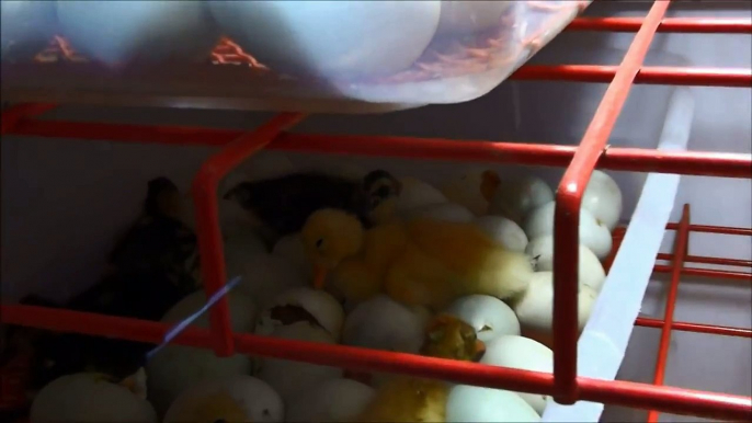 Super Cute Ducklings Hatching In A 600 Egg Homemade Hatcher