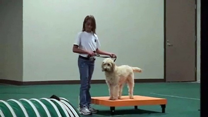 4-H Dog Agility: Level 1 Pre-beginning Agility B Example 1