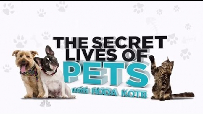 The Secret Life of Pets Full Movie